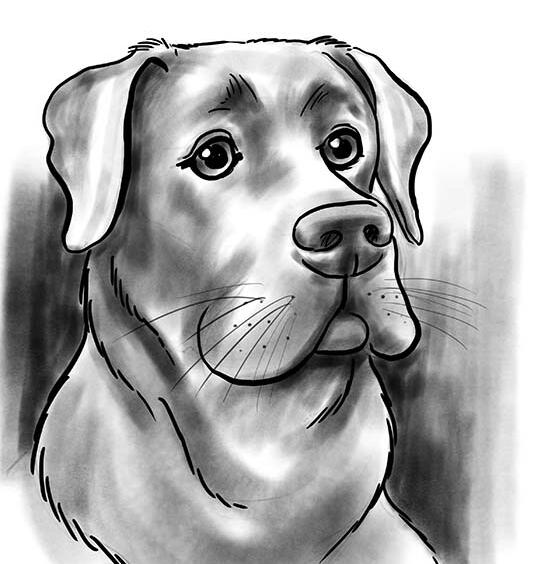 Pet caricature artist Live Montreal pet caricature artist